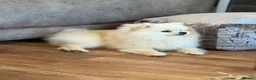 Pomeranian dogs for sale: Gorgeous Teddy Bear boy  in London - Advert 6