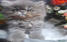 Persian cats for sale: Two beautiful boy kittens  - Image 1
