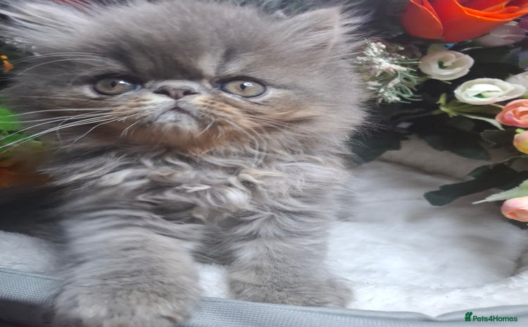 Persian cats - Advert 1