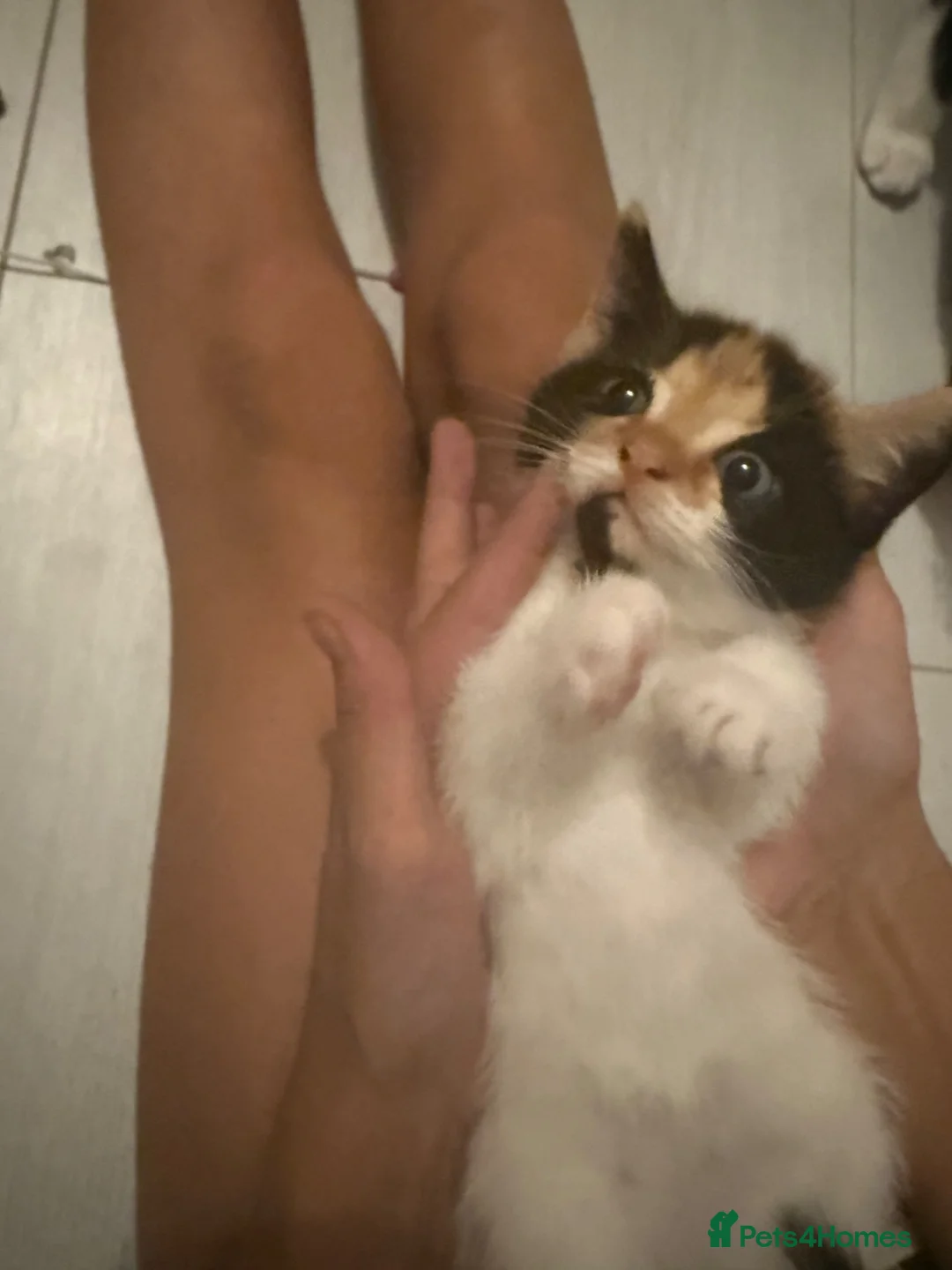 Mixed Breed cats for sale: Calico kitten  - Advert 2