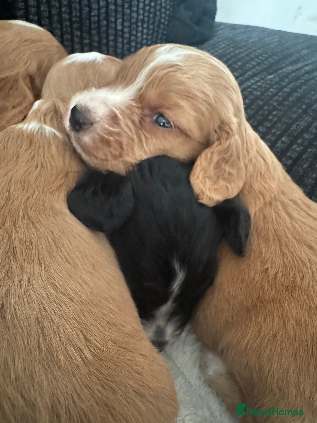 Cocker Spaniel dogs for sale: Cocker spaniels  - Image 6