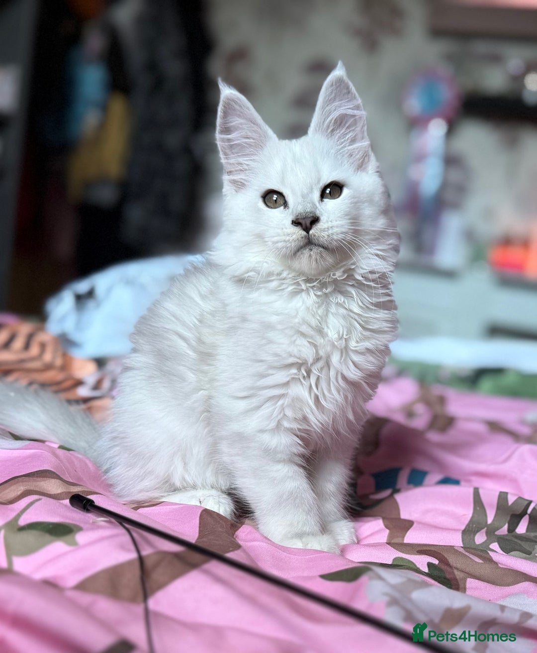 Maine Coon cats for sale: TICA Reg Blue Silver Shaded MaineCoon Kittens  - Advert 26
