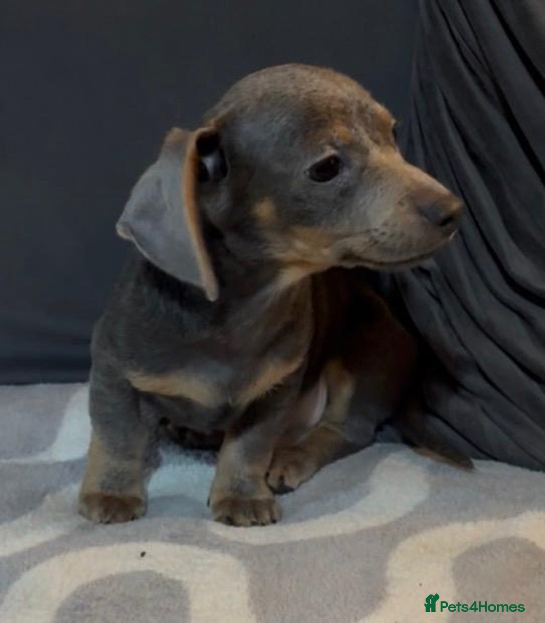 Mixed Breed dogs for sale: Daxijacks puppies ❤️💙 - Advert 9