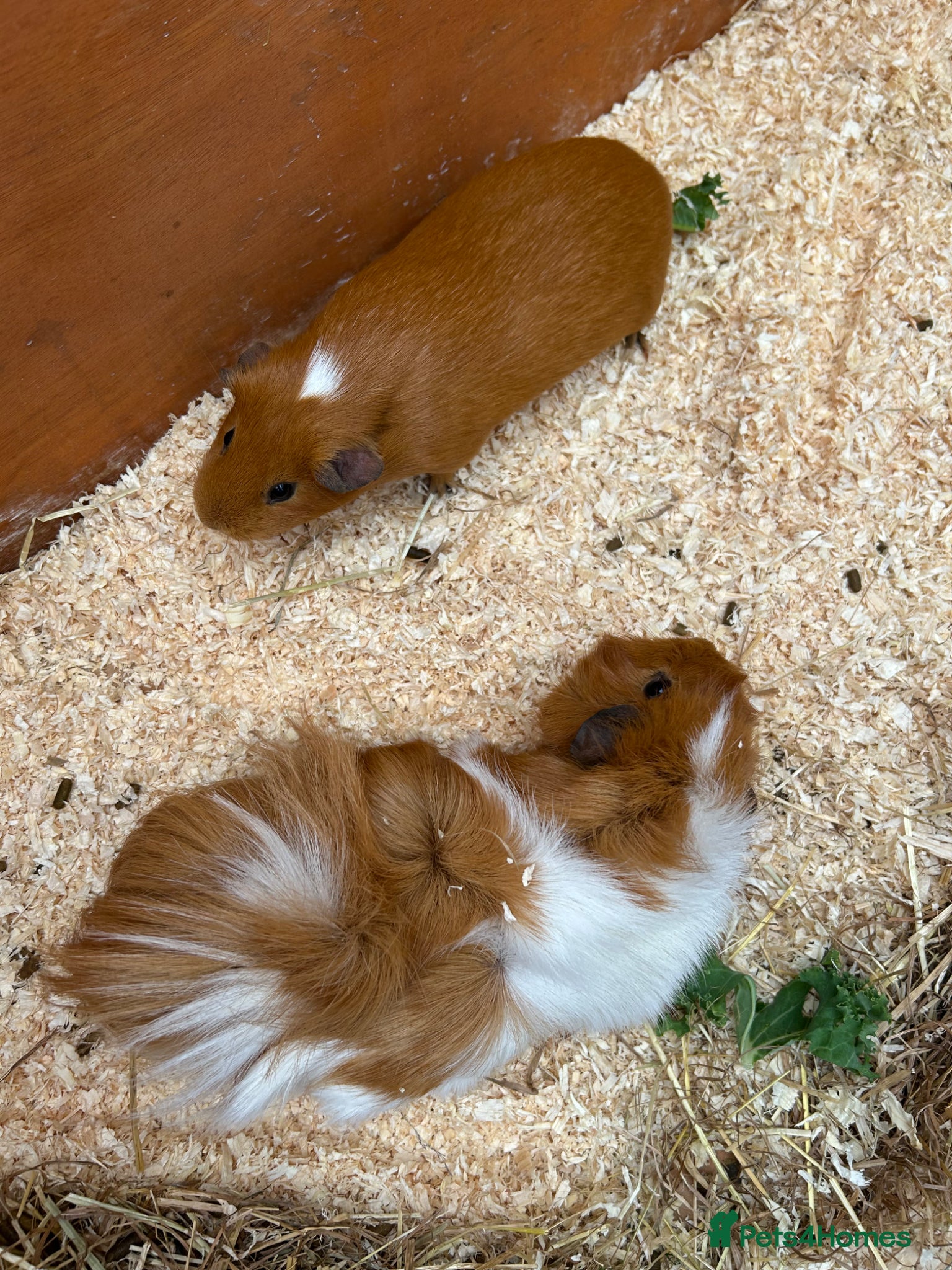 Guinea Pig rodents 2 female guinea pigs  - Advert 9