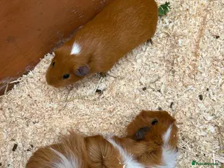 Guinea Pig rodents 2 female guinea pigs - Advert 9