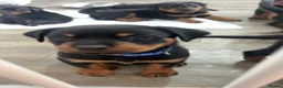 Rottweiler dogs for sale: Rottweiler Puppies - Advert 1