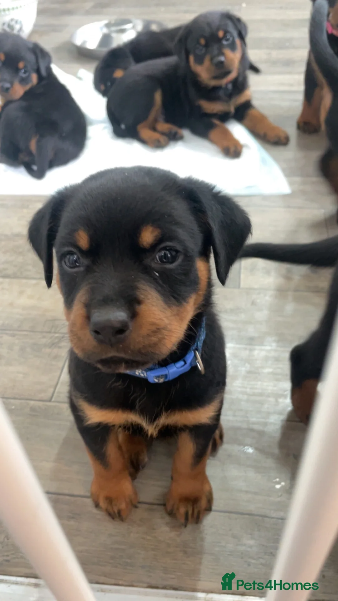 Rottweiler dogs for sale: Rottweiler Puppies - Advert 1