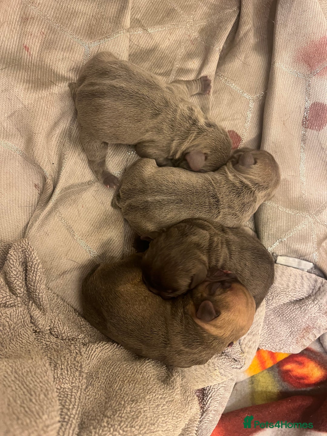 French Bulldog dogs for sale: Beautiful frenchies for sale  - Image 5