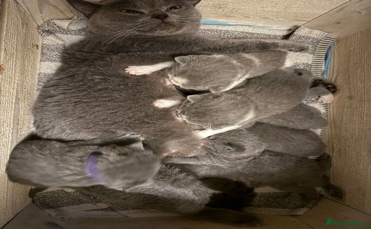 British Shorthair cats - Advert 1