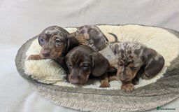 Dachshund dogs for sale: beautiful miniature dachshund puppies - Image 1