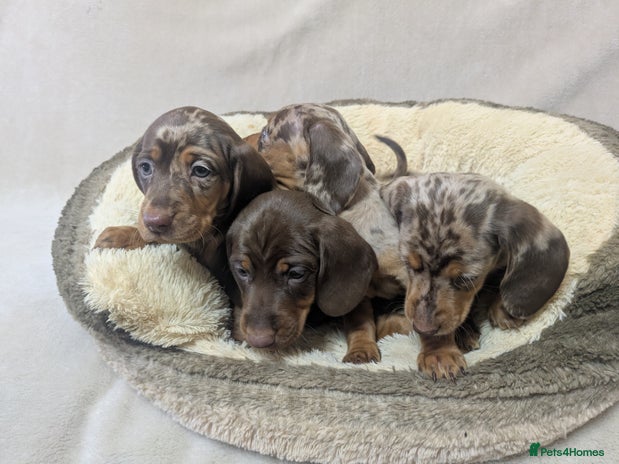 Dachshund dogs - Advert 8