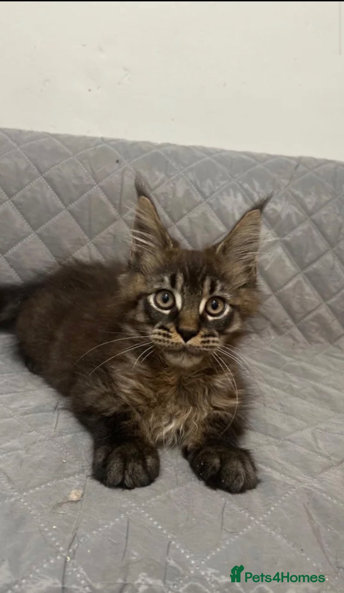Maine Coon cats Main coon kitten  - Advert 1