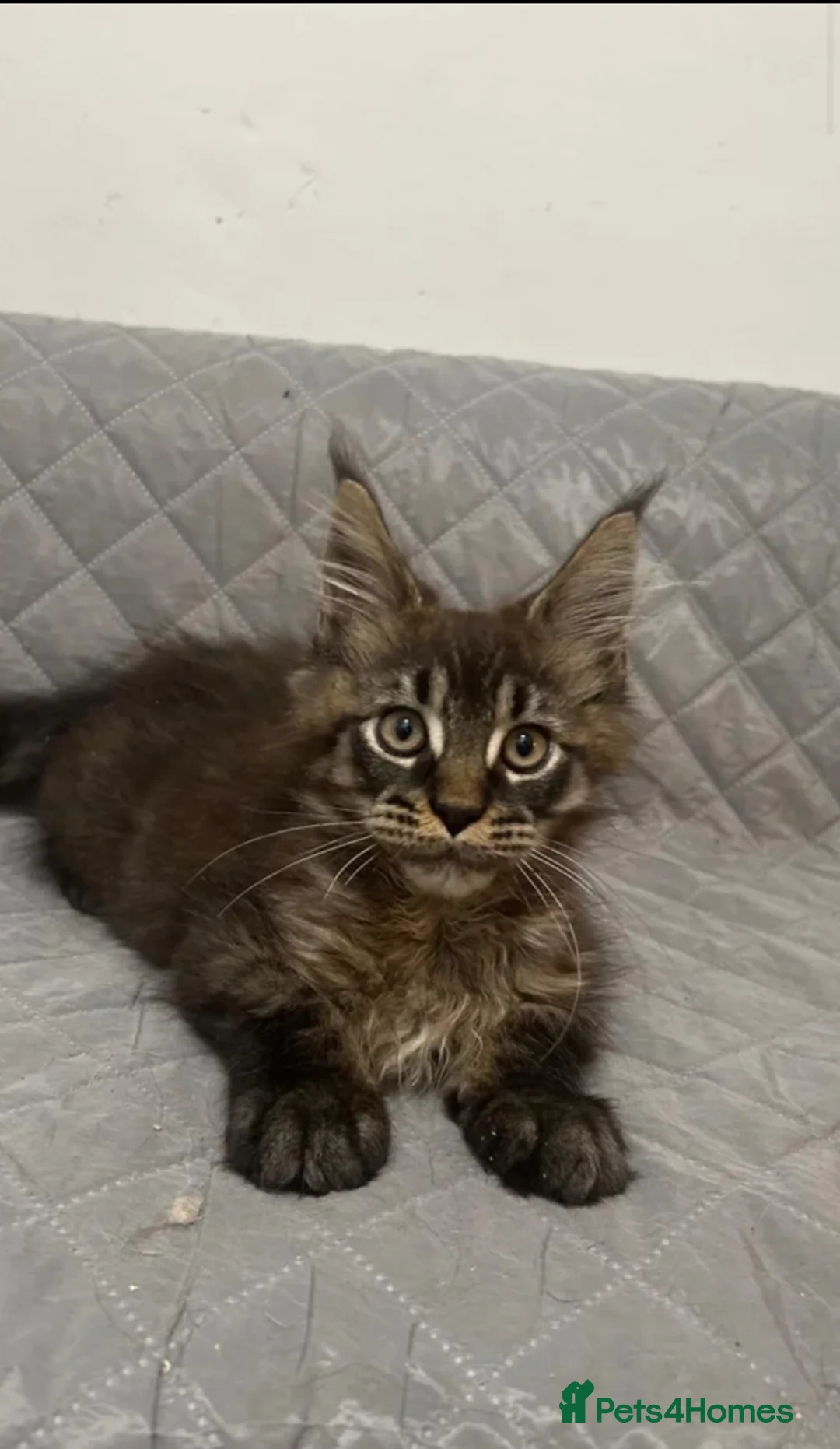 Maine Coon cats for sale: Main coon kitten  - Advert 2