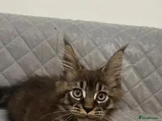 Maine Coon cats Main coon kitten - Advert 1