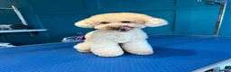 Toy Poodle dogs for stud: 1.7kg RKC reg Tiny toy poodle (Asian) - Advert 2