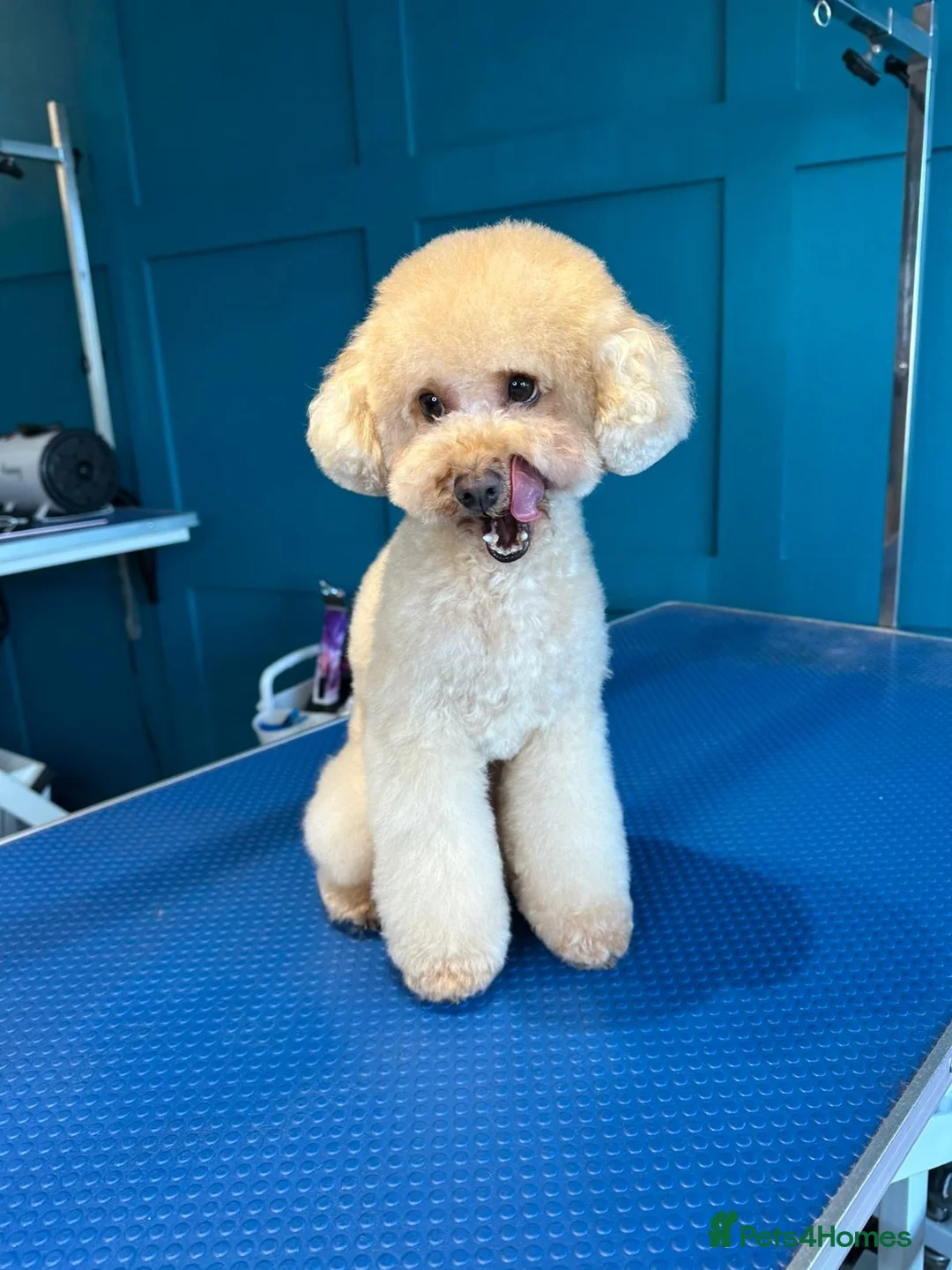 Toy Poodle dogs for stud: 1.7kg RKC reg Tiny toy poodle (Asian) - Advert 2
