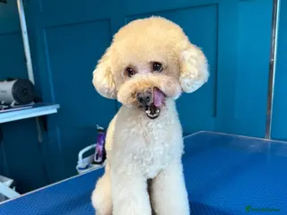 Toy Poodle dogs 1.7kg RKC reg Tiny toy poodle (Asian) - Advert 2
