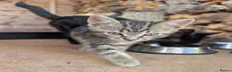 Mixed Breed cats for sale: 1x mixed breed male tabby kitten - Advert 6