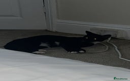 Mixed Breed cats for sale: 2 female cats  - Image 2