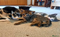 Mixed Breed cats for sale: Beautiful friendly kittens.  - Image 6