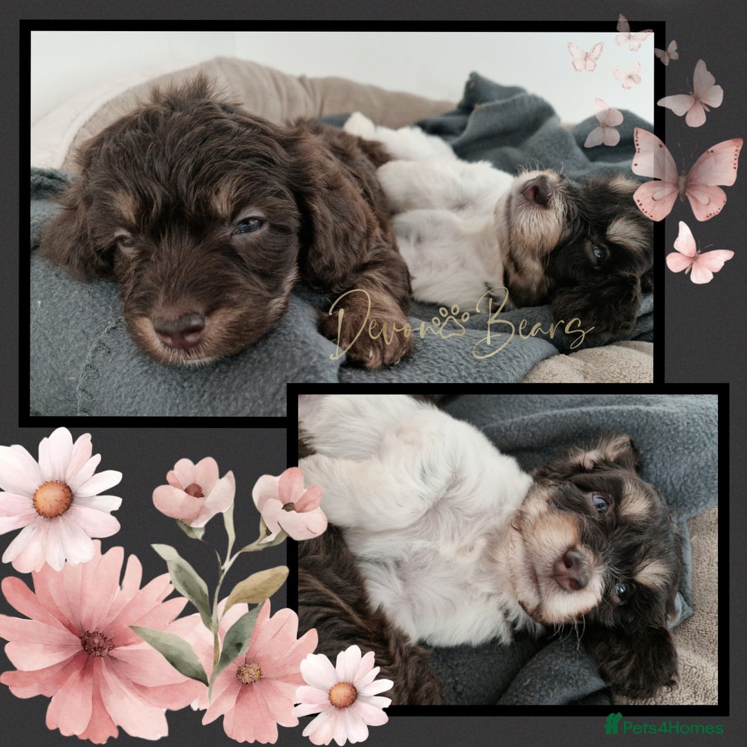 Cockapoo dogs for sale: Chunky health tested stunning English cockerpoos. - Image 2
