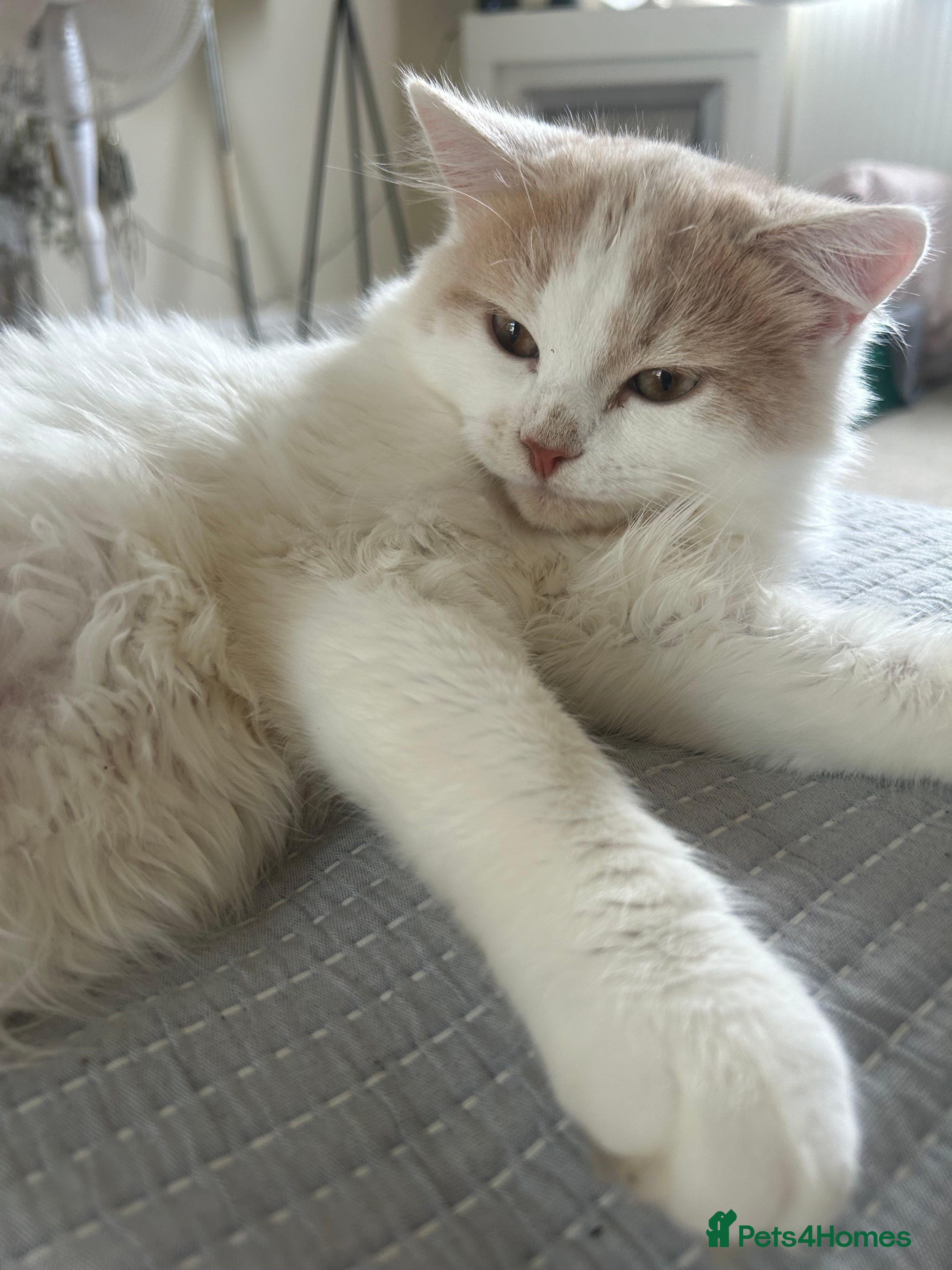 British Shorthair cats British short hairxPersian kittens - Advert 2