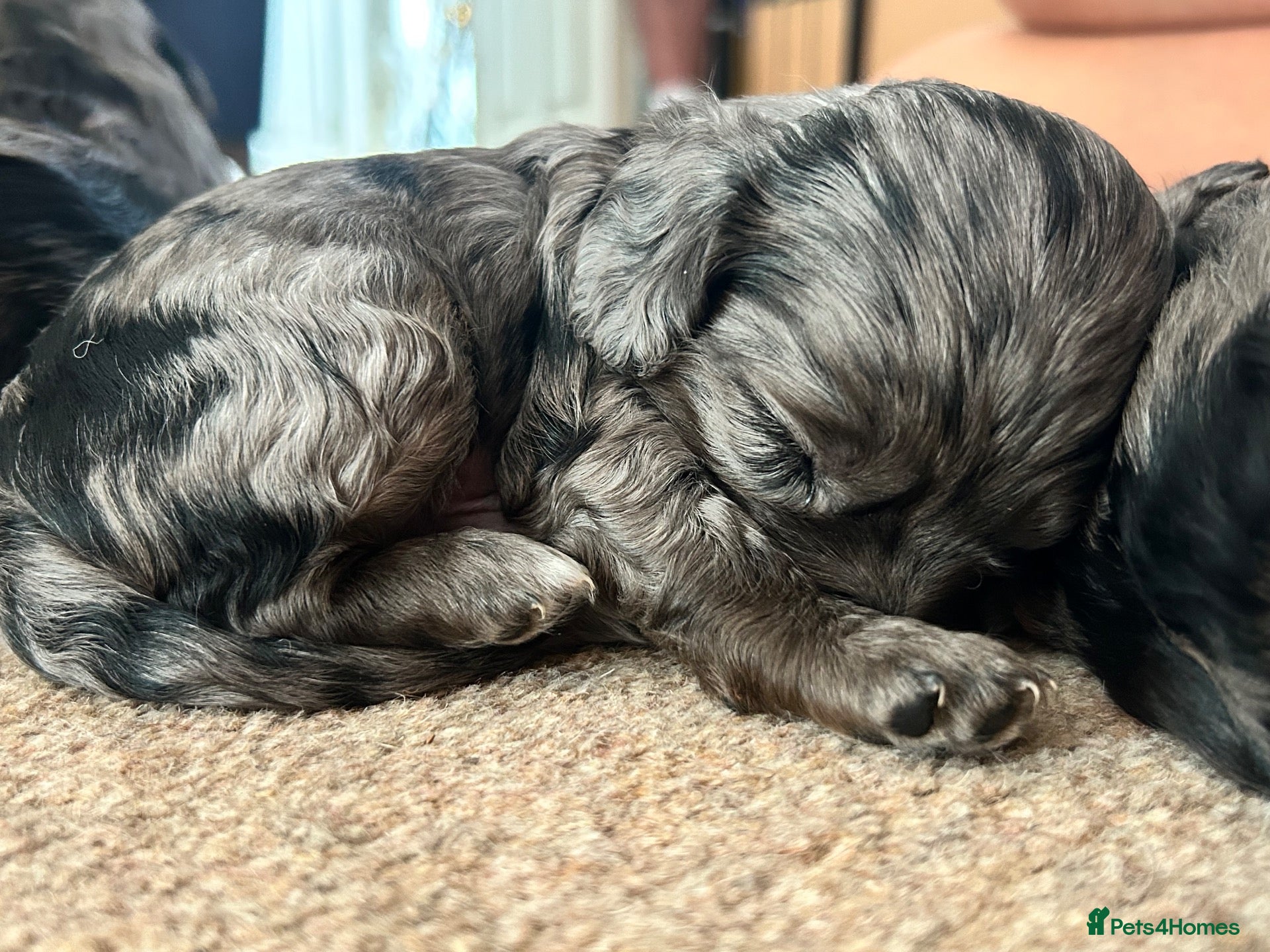 Cavapoo dogs Stunning chocolate merle cavapoo puppies - Advert 5