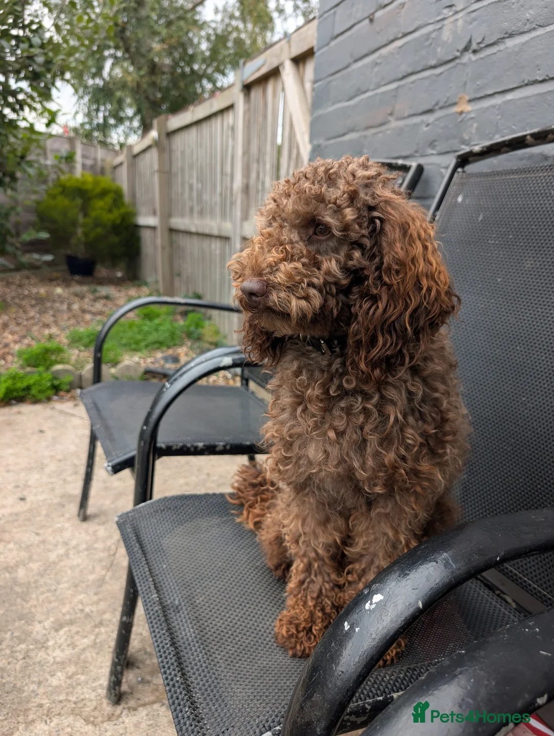 Cockapoo dogs for sale: F2b cockapoo pups Super Cute. Health test parents - Advert 6