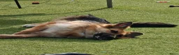 German Shepherd dogs for sale: Freya - Advert 4
