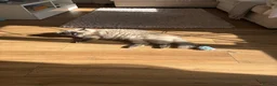 Ragdoll cats for sale: Male ragdoll in Waltham Abbey - Advert 5