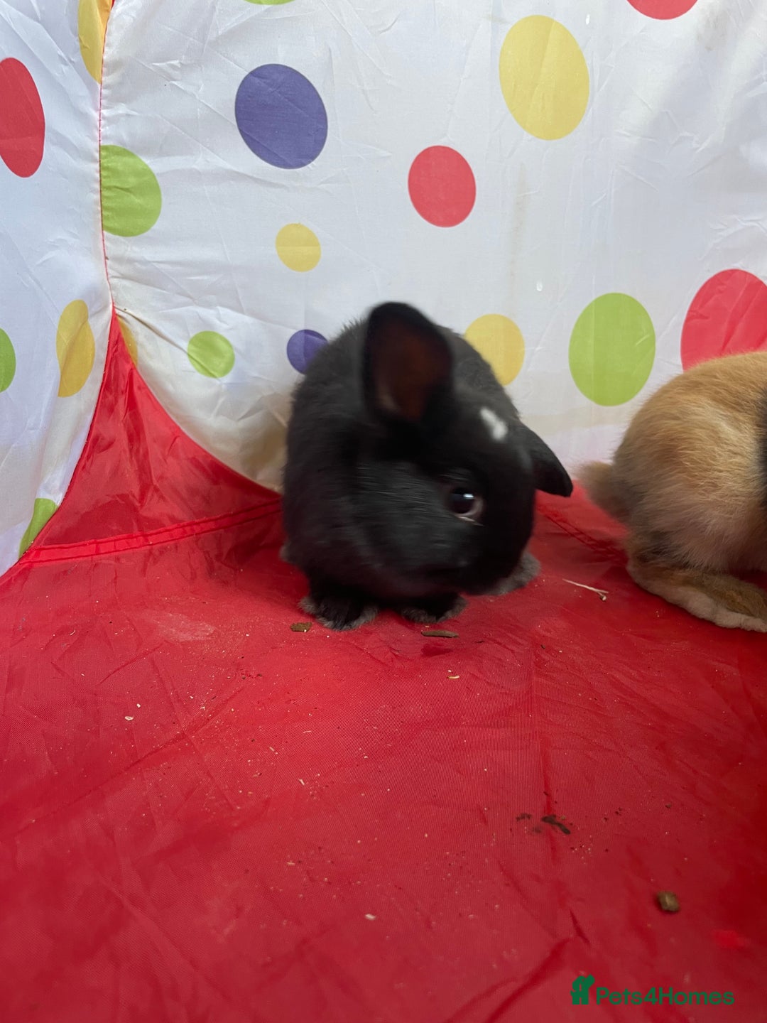 French Lop rabbits for sale: French lop mixed baby rabbits ready to go - Image 22