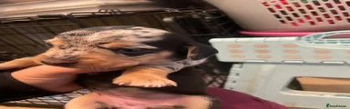 Dachshund 4
