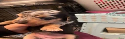 Dachshund dogs for sale: Beautiful sliver merle & Black and Tan dachshunds - Advert 19