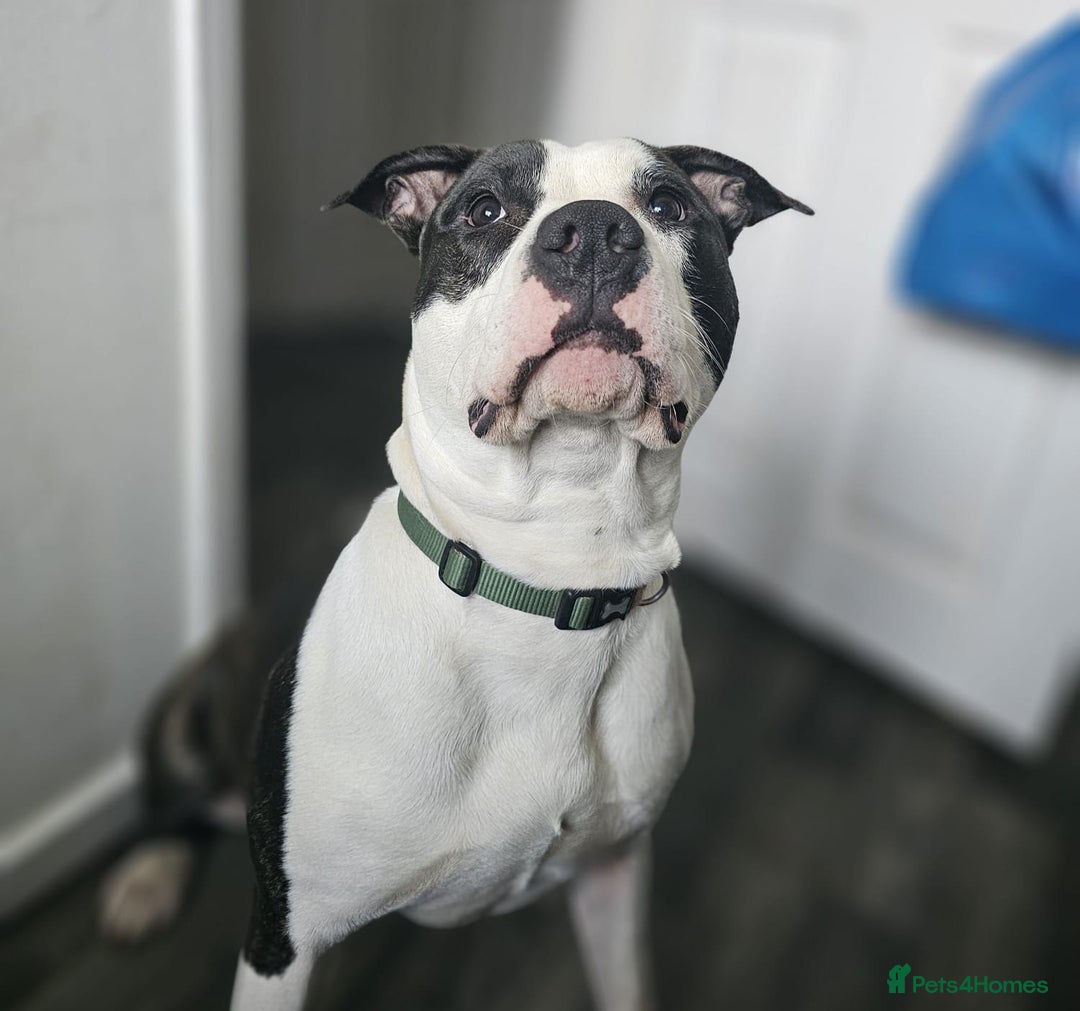 American Bulldog dogs for sale: Roscoe The American bulldog in Walsall - Image 1