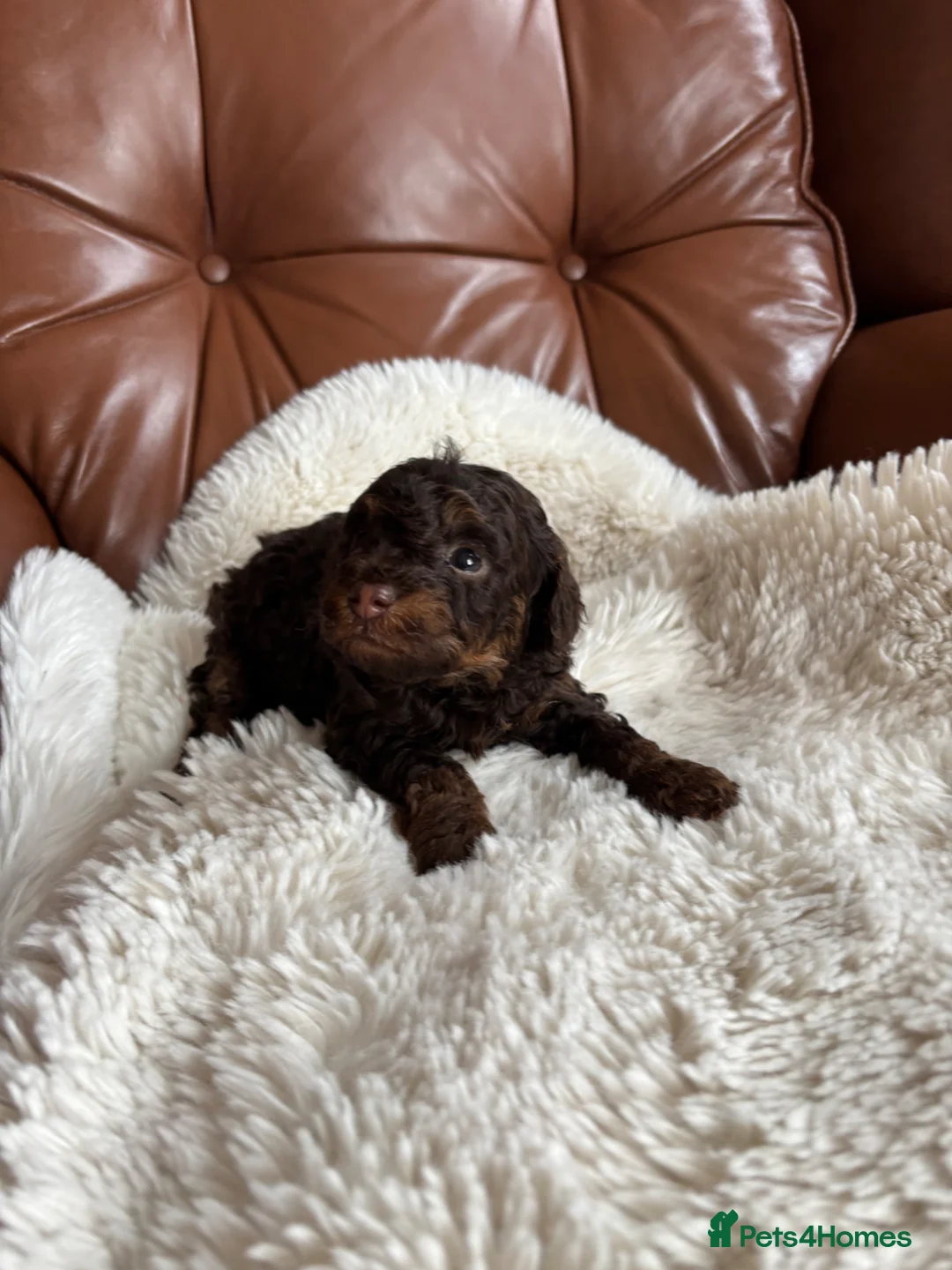 Cavapoo dogs for sale: Cavapoo from DNA PARENTS - Advert 1