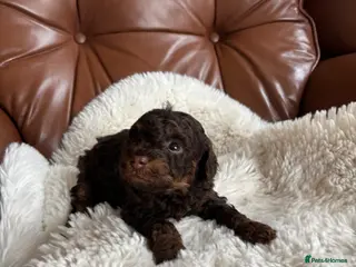 Cavapoo dogs Cavapoo from DNA PARENTS - Advert 4