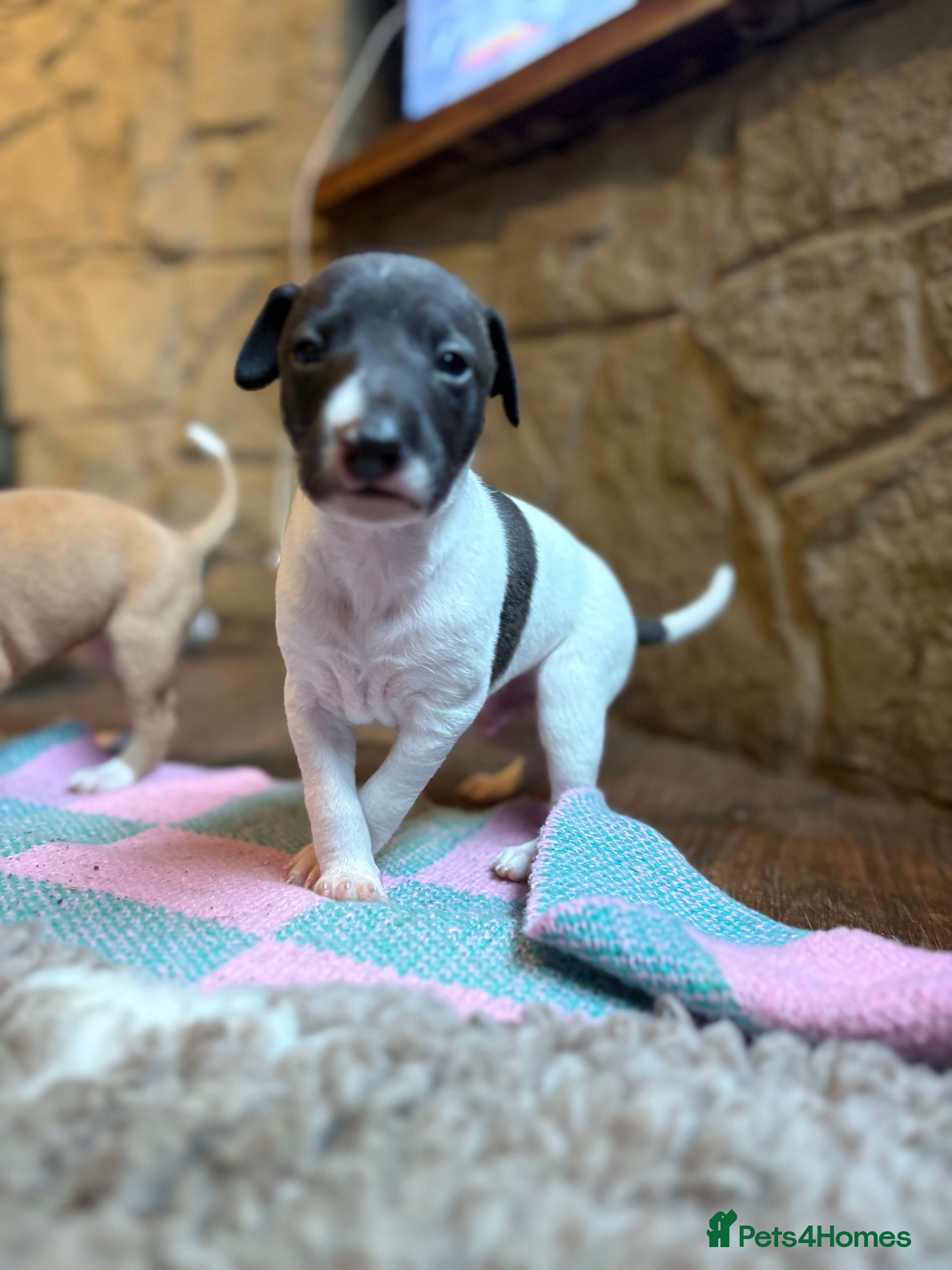 Mixed Breed dogs Whippet cross Italian greyhound - Advert 2