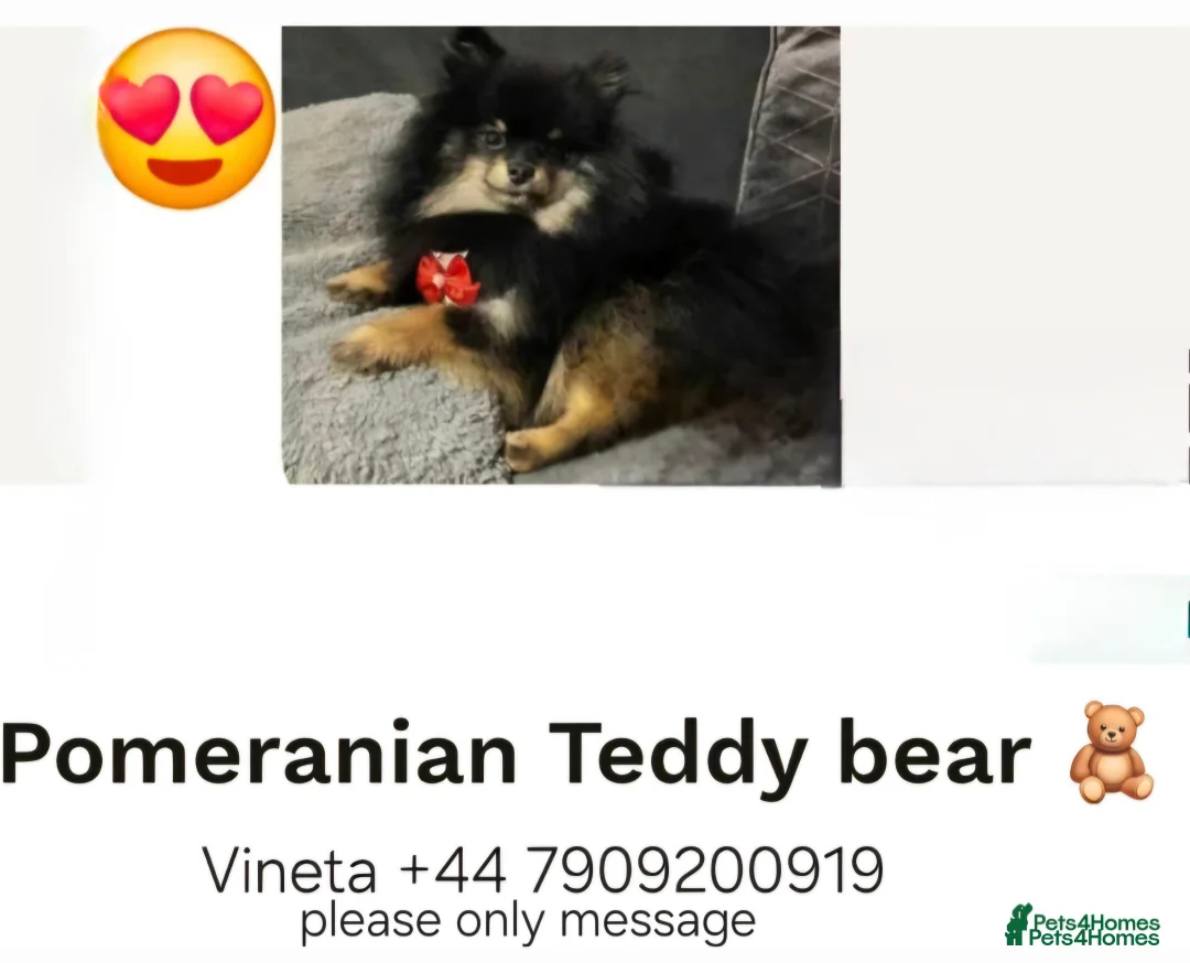 Pomeranian dogs for stud: Very, very sexsy mini Pomeranian 🧸 boys for stud in Boston - Advert 8