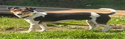 Jack Russell dogs for sale: Cracking Jack Russell puppies  in Newton Abbot - Advert 2