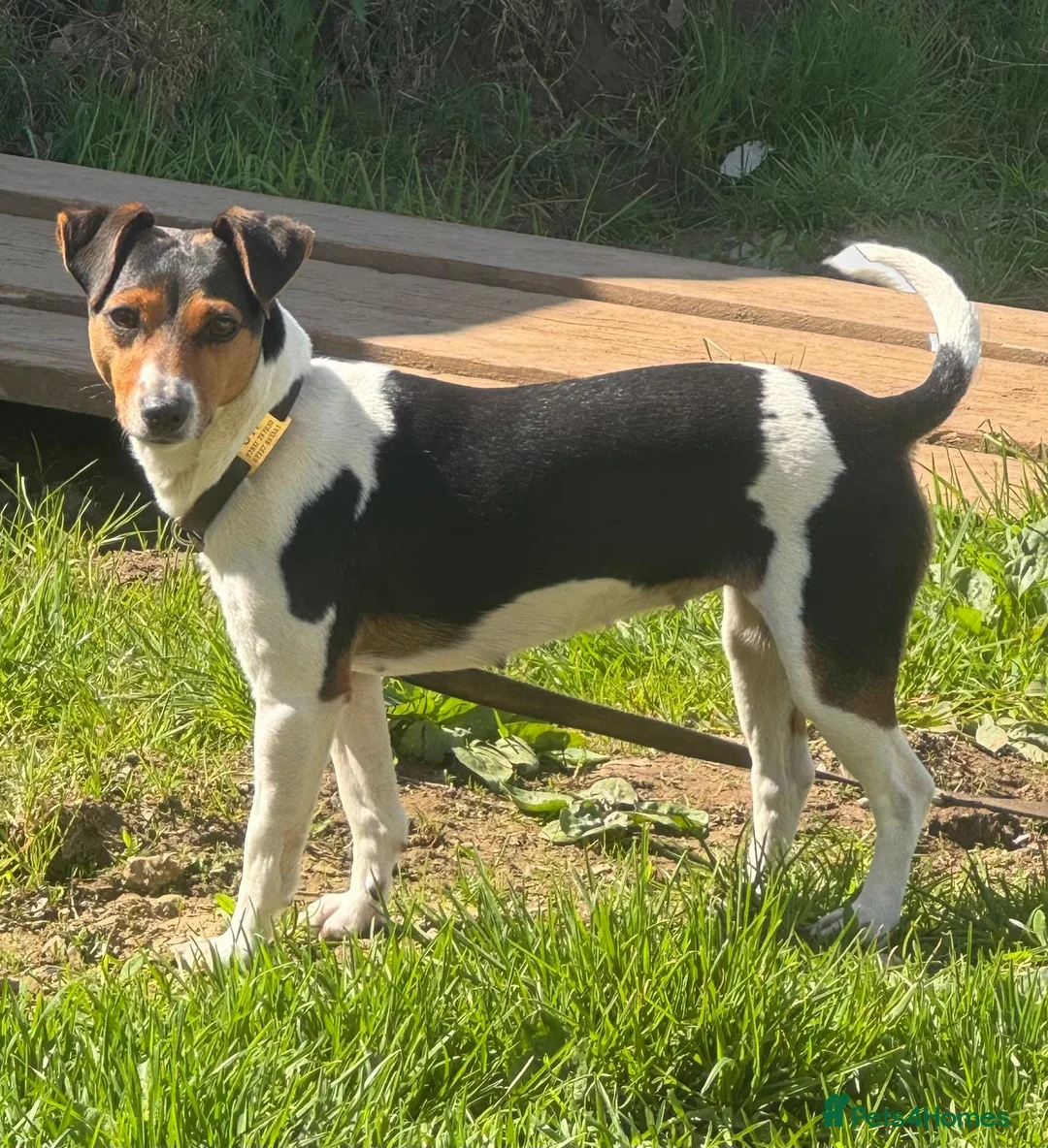 Jack Russell dogs for sale: Cracking Jack Russell puppies  in Newton Abbot - Advert 2
