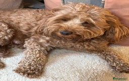 Cockapoo dogs for sale: Stunning litter of Red FIB cockapoo Girls  - Image 14