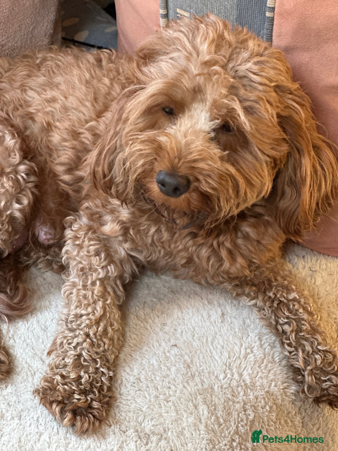 Cockapoo dogs for sale: Stunning litter of Red FIB cockapoo Girls  - Image 14