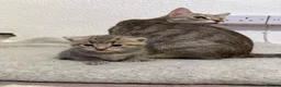 Mixed Breed cats for sale: 2 kittens for sale 🩵🩷 - Advert 3