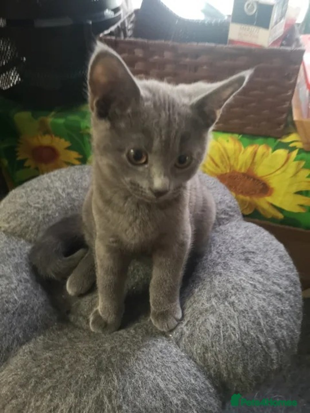 Russian Blue cats for sale: Pure Russian blue kittens( READY TO GO) - Image 10