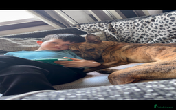 Lurcher dogs for sale: 9 month old Bull lurcher bitch  - Image 4