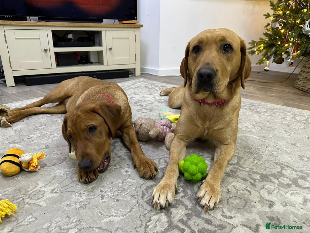 Labrador Retriever dogs for sale: KC Registered Labrador Puppies - Call  **  - Image 12