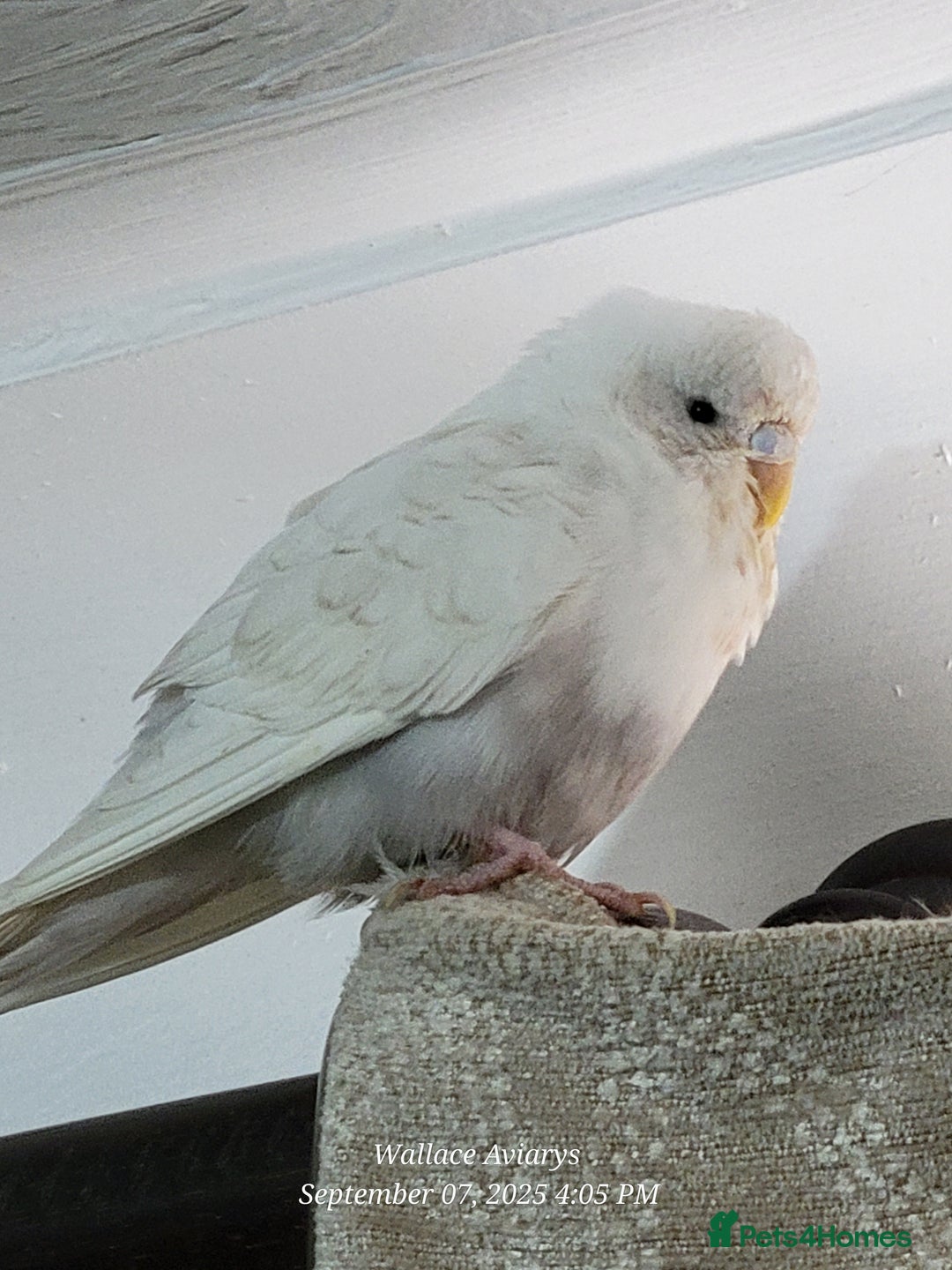 Budgerigars birds for sale: Young budgies  - Image 4