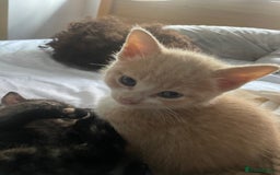 Domestic Shorthair cats for sale: Beautiful kittens are looking for forever homes! - Image 9
