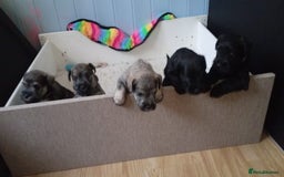 Miniature Schnauzer dogs for sale: Miniature Schnauzer puppies kc reg Ready to view - Image 17