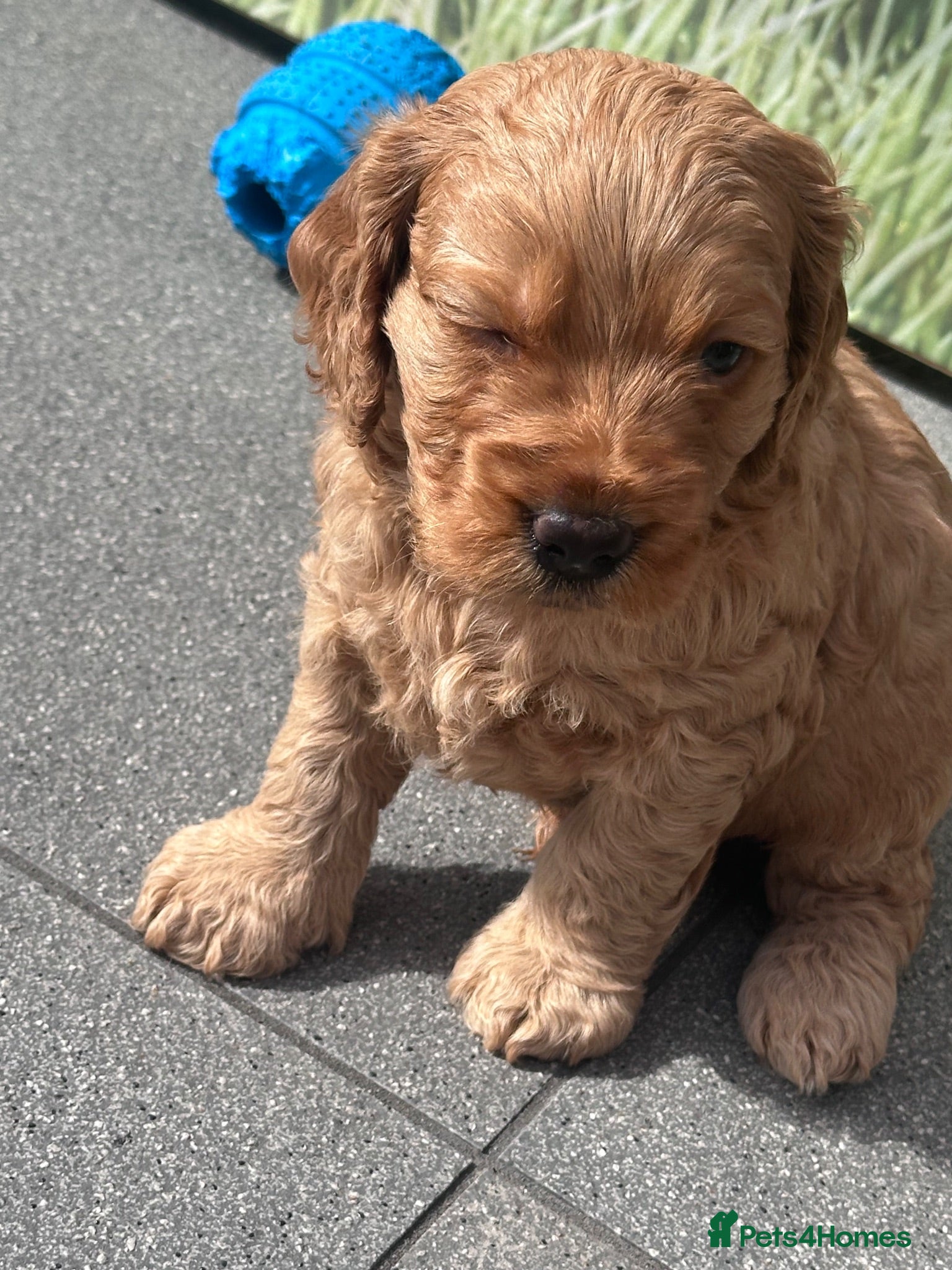 Cockapoo dogs Beautiful miniature F2 cockapoos - Advert 1